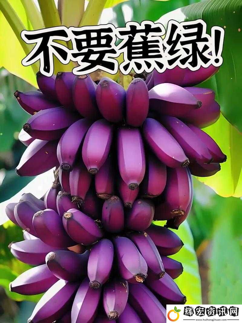 探索香蕉西瓜草莓茄子視頻