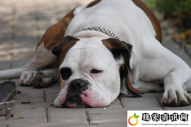 豐富多樣的美國人與動物膠配方大全