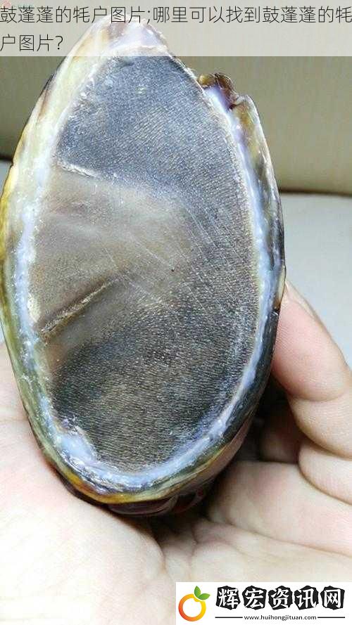 鼓蓬蓬的牦戶圖片;哪里可以找到鼓蓬蓬的牦戶圖片？