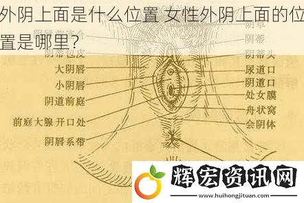外陰上面是什么位置 女性外陰上面的位置是哪里？