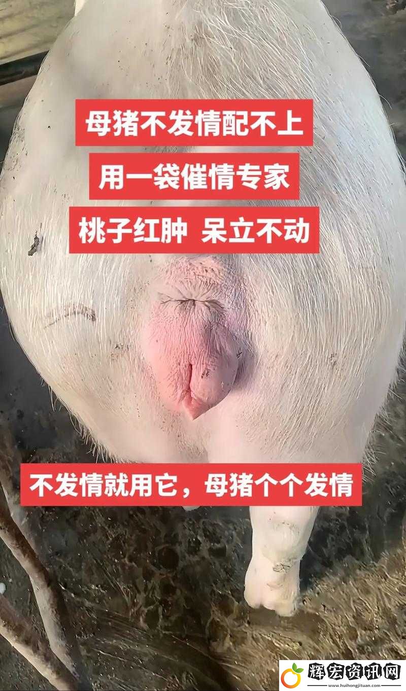 如何通過(guò)母豬水門(mén)照片判斷其健康狀況