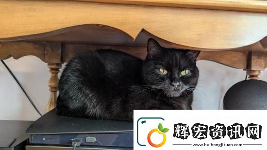 貓貓趴在PS5上不愿離開！玩家