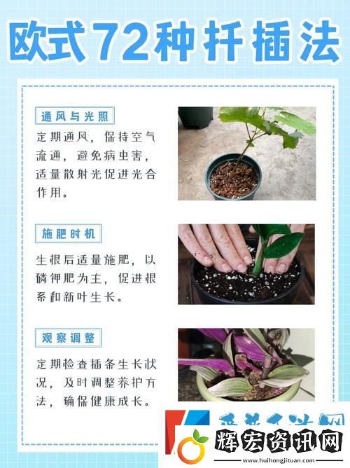 歐式45種扦插方式圖片穩(wěn)居榜首